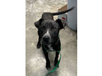 Adopt Park a Black Hound (Unknown Type) / Mixed Breed (Medium) / Mixed (short