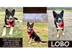 Adopt Lobo a Tan/Yellow/Fawn German Shepherd Dog / Alaskan Klee Kai / Mixed