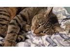 Adopt Piper Powelton a Brown Tabby Domestic Shorthair (short coat) cat in
