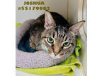 Adopt Joshua a Brown Tabby Domestic Shorthair / Mixed Breed (Medium) / Mixed