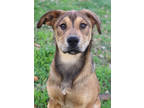 Adopt Indy a Tan/Yellow/Fawn Mixed Breed (Large) / Mixed dog in Thomasville