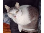Adopt Storm Bartram a Gray, Blue or Silver Tabby Domestic Shorthair (short coat)