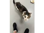 Adopt Sunbeam a Brown Tabby Domestic Mediumhair / Mixed Breed (Medium) / Mixed