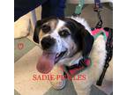 Adopt SADIE PICKLES a Black - with White Beagle / Mixed dog in Ventnor City