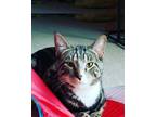 Adopt Zilla a Gray, Blue or Silver Tabby Domestic Shorthair (short coat) cat in