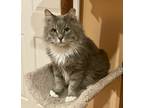 Adopt George Clooney a Gray, Blue or Silver Tabby Domestic Longhair (long coat)
