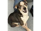 Adopt Banjo a Tricolor (Tan/Brown & Black & White) Husky / Mixed dog in Brooklyn