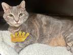 Adopt Sunshine a Gray, Blue or Silver Tabby Domestic Shorthair (short coat) cat