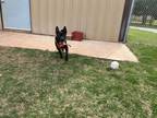 Adopt Spaz a American Pit Bull Terrier / Labrador Retriever / Mixed dog in