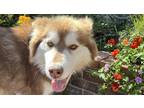 Adopt Bonnie a Red/Golden/Orange/Chestnut - with White Siberian Husky / Mixed