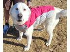 Adopt Niebla a White Akbash / Mixed dog in Midway, UT (40880086)
