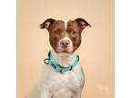 Adopt Nina a White American Pit Bull Terrier / Mixed Breed (Medium) / Mixed