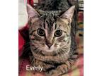 Adopt Everly a Tiger Striped Domestic Shorthair (short coat) cat in Colfax