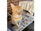 Adopt Tom Tabby a Orange or Red Tabby Domestic Shorthair (short coat) cat in