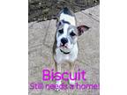 Adopt Biscuit a White - with Gray or Silver American Pit Bull Terrier / Mixed