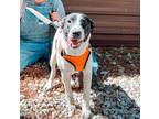 Adopt Jill a Black - with White Mixed Breed (Medium) / Mixed dog in