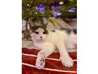 Adopt Sweet Pea Baltrus a Gray or Blue Domestic Shorthair (short coat) cat in