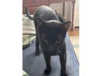 Adopt Jimmy a All Black Domestic Shorthair / Mixed (short coat) cat in Atlantic
