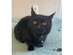 Adopt Mariner a All Black Domestic Shorthair / Domestic Shorthair / Mixed cat in