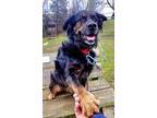 Adopt Prince a Black Mixed Breed (Large) / Mixed dog in Fairfax, VA (40900695)