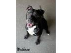 Adopt Wallace a Black Staffordshire Bull Terrier / Mixed Breed (Medium) / Mixed