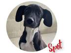 Adopt Spot a Black Mixed Breed (Medium) / Mixed dog in Sullivan, IN (40027172)