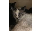 Adopt BROOKE a Cream or Ivory Domestic Shorthair / Domestic Shorthair / Mixed