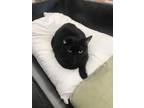 Adopt ADMIRAL a All Black Domestic Shorthair / Domestic Shorthair / Mixed cat in