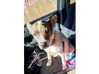 Adopt Maizy a Brown/Chocolate - with White Cattle Dog / Mixed dog in Locust