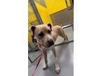Adopt ROCKY a American Pit Bull Terrier / Mixed dog in Midwest City