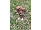 Adopt Layla a Brown/Chocolate Labrador Retriever / German Shepherd Dog / Mixed