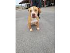 Adopt Margie a Red/Golden/Orange/Chestnut Staffordshire Bull Terrier / Mixed dog