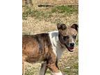 Adopt Lexie a Brindle - with White Australian Shepherd / Feist / Mixed dog in