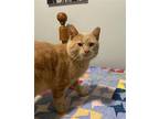 Adopt Blond Bo a Tan or Fawn Domestic Shorthair / Mixed cat in Newport