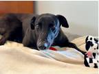 Adopt Kates The One (Quinn) a Greyhound / Mixed dog in Glen Ellyn, IL (40899727)