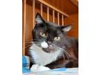 Adopt Clark a Black & White or Tuxedo Domestic Shorthair (short coat) cat in