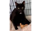 Adopt Kenobi a Black (Mostly) Domestic Shorthair (short coat) cat in Lecanto