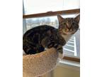 Adopt DIANA a Domestic Shorthair / Mixed (short coat) cat in Sandusky