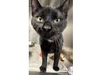 Adopt HANSEL a Domestic Shorthair / Mixed (short coat) cat in Sandusky