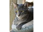 Adopt Rascal aka Rafiki a Gray, Blue or Silver Tabby Tabby (short coat) cat in