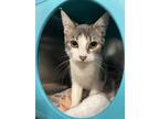 Adopt Bugaboo a Spotted Tabby/Leopard Spotted Domestic Shorthair cat in Oakdale