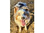 Adopt Loki a Australian Shepherd / Mixed dog in Catoosa, OK (40566092)