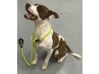 Adopt Monty a American Pit Bull Terrier / Boxer / Mixed dog in Portland