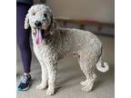 Adopt Bobby Earl a White Goldendoodle dog in Louisville, KY (40899536)