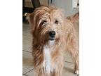 Adopt Jake a Tan/Yellow/Fawn Terrier (Unknown Type, Small) / Mixed dog in
