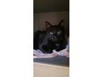 Adopt Leo AC1 a All Black Domestic Shorthair / Mixed cat in Lyman, SC (40892078)