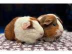 Adopt Chelsea a Guinea Pig small animal in Scotts Valley, CA (40899452)