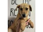 Adopt Sunny a Tan/Yellow/Fawn Labrador Retriever / Mixed Breed (Medium) dog in