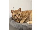 Adopt Charles (L.B.) a Orange or Red American Shorthair / Mixed (short coat) cat