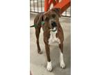 Adopt Dixie June a Mixed Breed (Medium) / Mixed dog in Killen, AL (40899345)